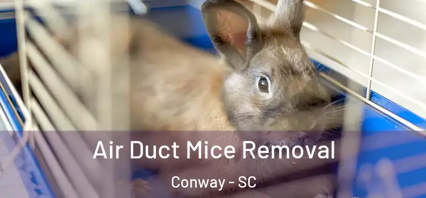 Air Duct Mice Removal Conway - SC